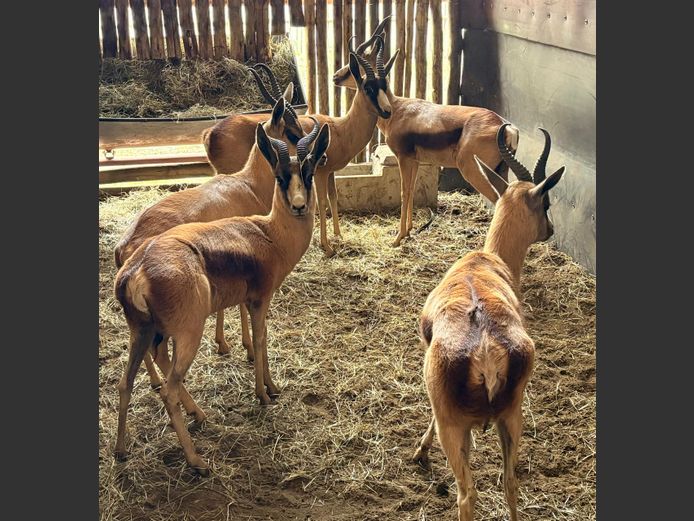 Koper Springbok Jagramme