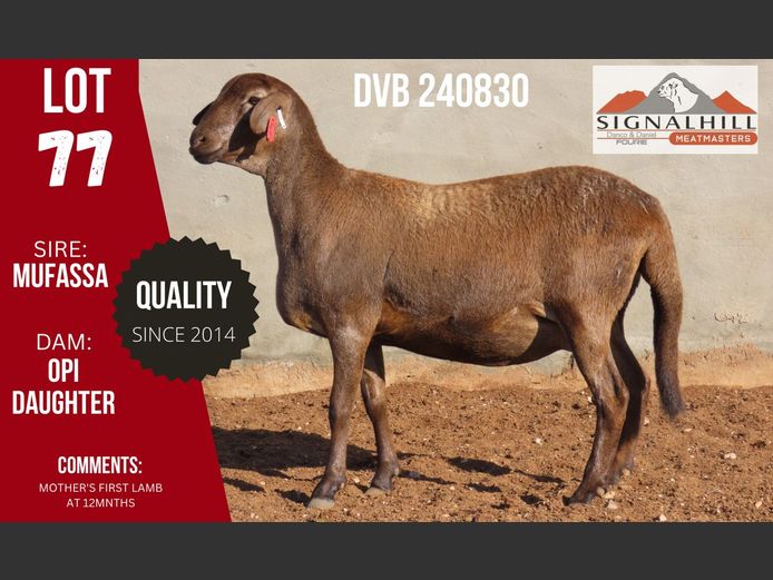 DVB 240830 | SIGNALBERG MEATMASTERS