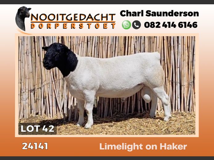 24141 | NOOITGEDACHT  DORPERS