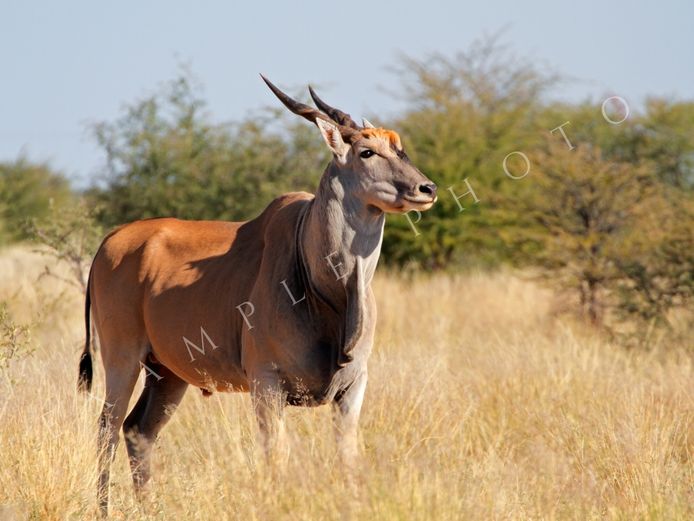 ELAND TROPHY BULL | INYATHI
