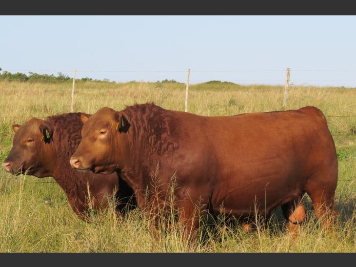AV  230015 | BIRD ISLAND REDS