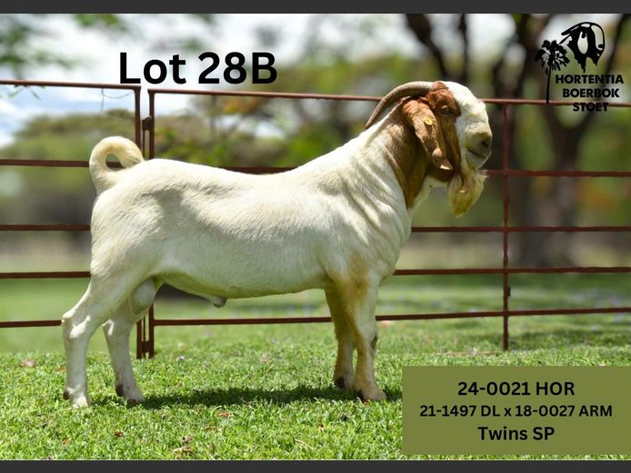 24-0021HOR | HORTENTIA BOERBOK STOET