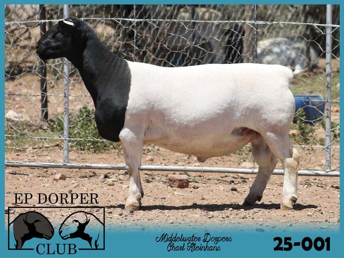 25-001 | Charl Kleinhans - Middelwater Dorper