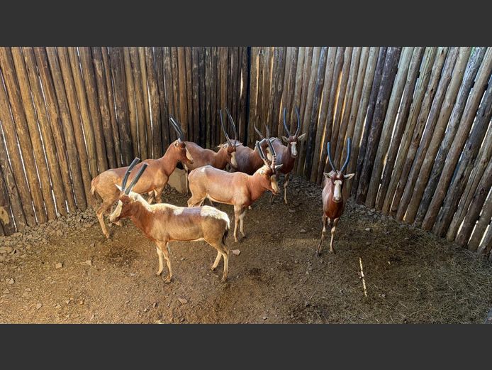 Blesbok | CGOC Bomas - Krompoort Game Capture