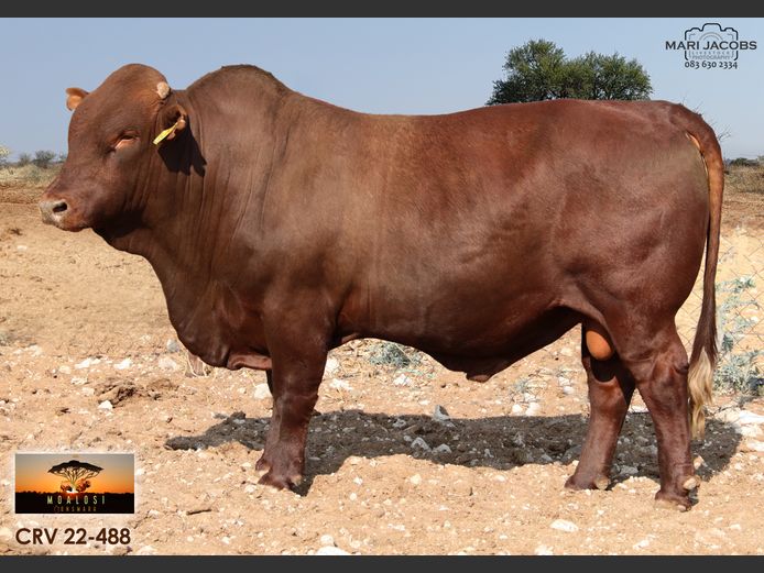 CRV 220488 | MOALOSI BONSMARA