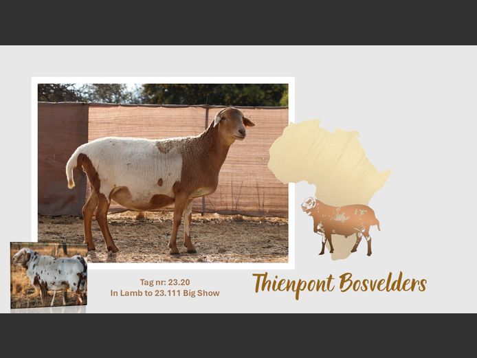 23.20 | THIENPONT BOSVELDERS