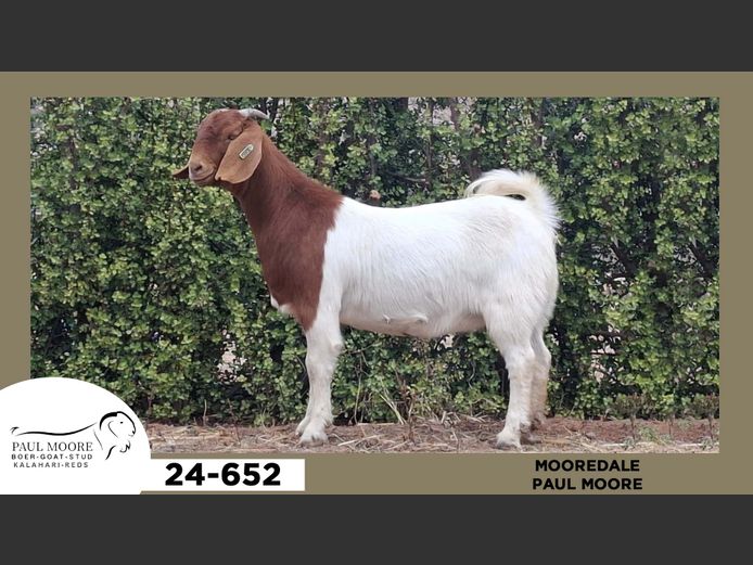 24-652  |  Paul Moore - Mooredale