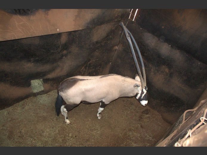 GEMSBOK