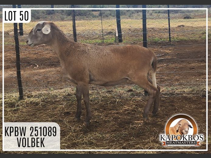 KPBW251089 | Kapokbos Meatmasters