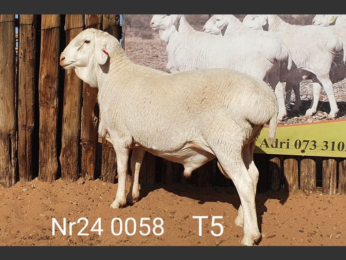 24058 | Johan Stadler