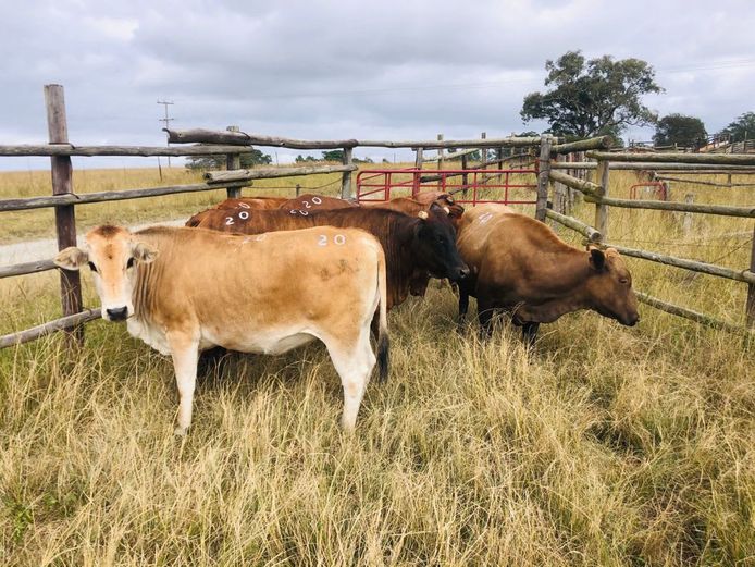 6 BRAHMAN CROSS HEIFERS