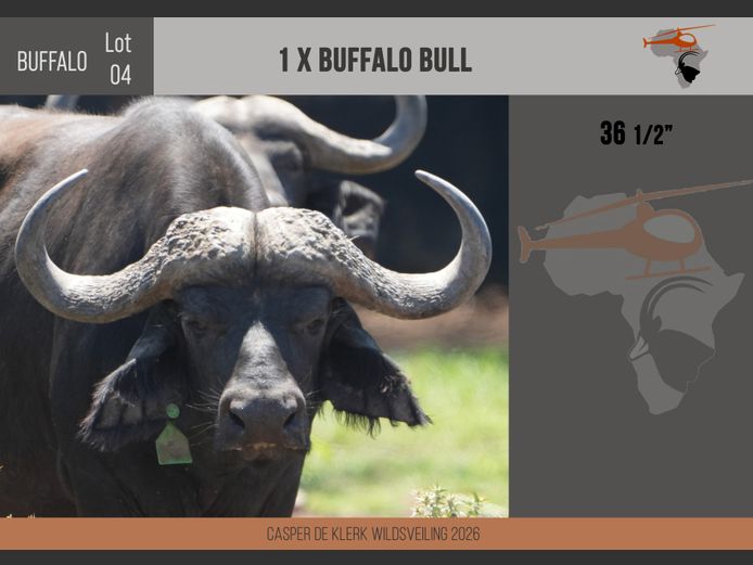 Buffalo – 36 1/2"