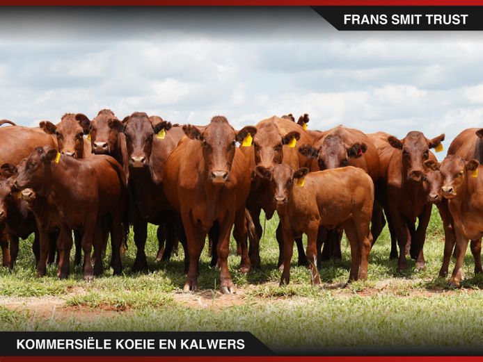 Commercial Animals | Frans Smit Trust