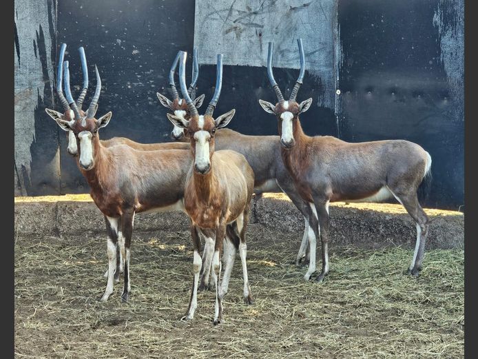 BLESBOK | NYLSVLEI