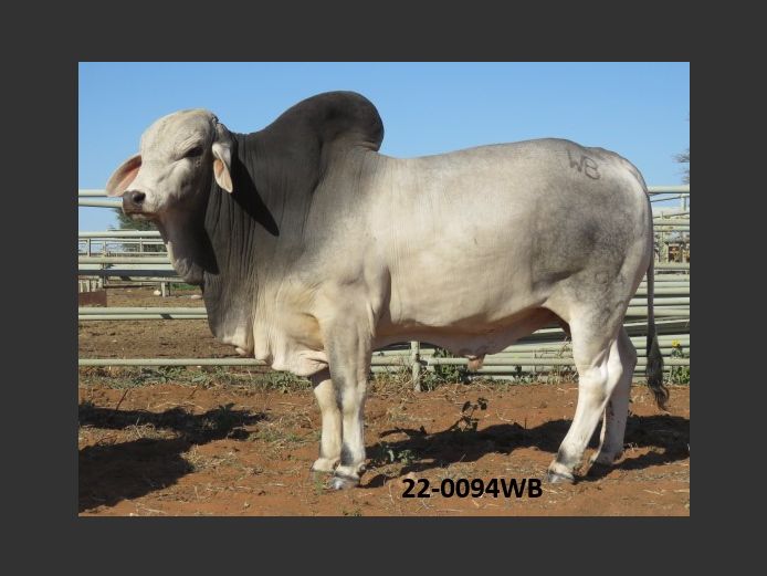 22-0094WB | WOKUMA BRAHMAN