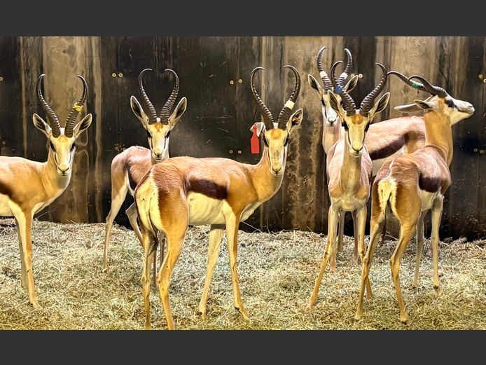 Damara Springbok Ram