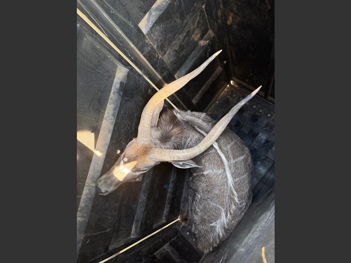 Nyala Bul