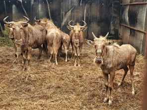 images
