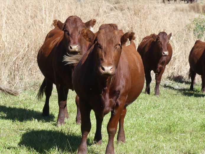 Commercial Animals 