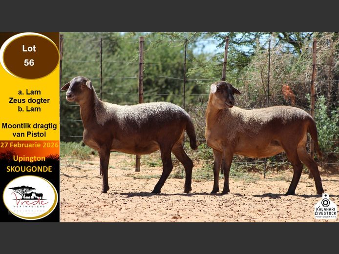 PS 56B | Peter & Christia Scholtz - Vrede Meatmasters