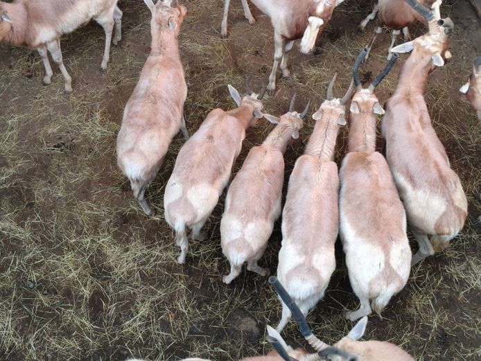 Blesbok Geel | Frikkie 