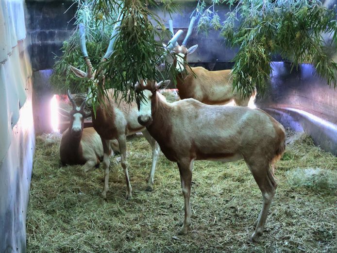 GEEL BLESBOK | LEEUWKUIL