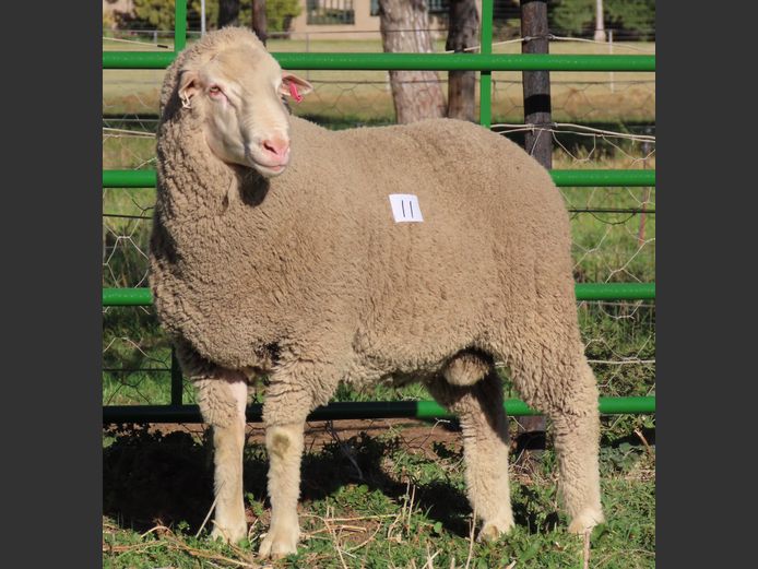 147 | Rooipoort Poenskop Merinos