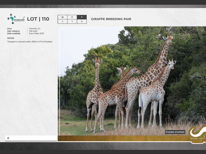 Giraffe | SC Capture and transport Pty Ltd