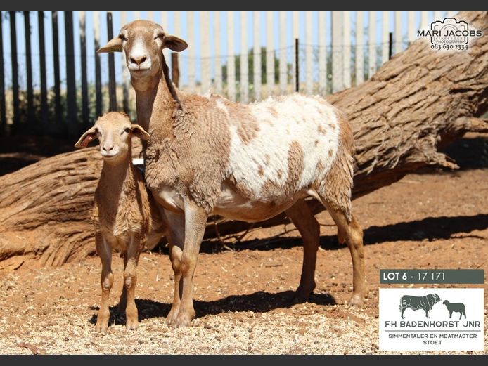 17 171 | FH Badenhorst JNR