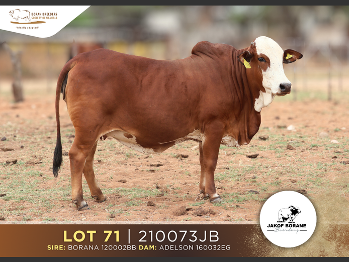 21-0073JB | JAKOF BORANE