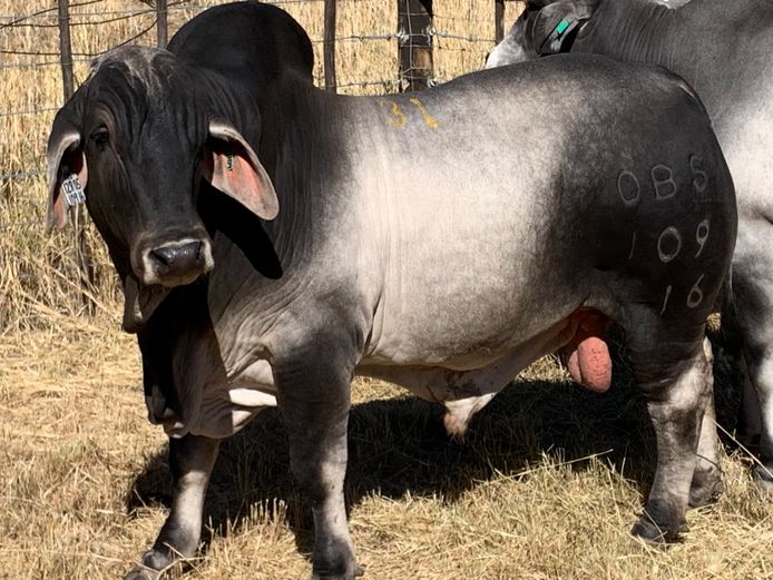OSTERLOH BRAHMAN OBS16109