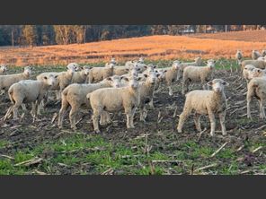images