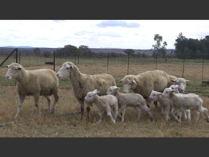 Commercial Animals | Thaba Kwena Dormers