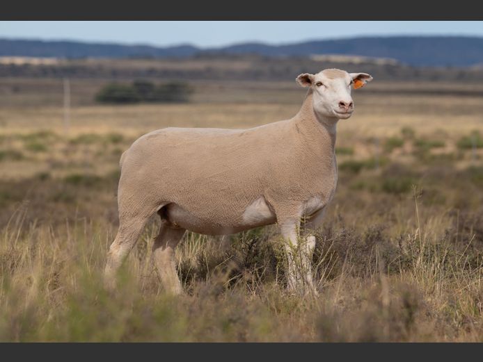 DZ 240178 | 2 STEYNS BOERDERY