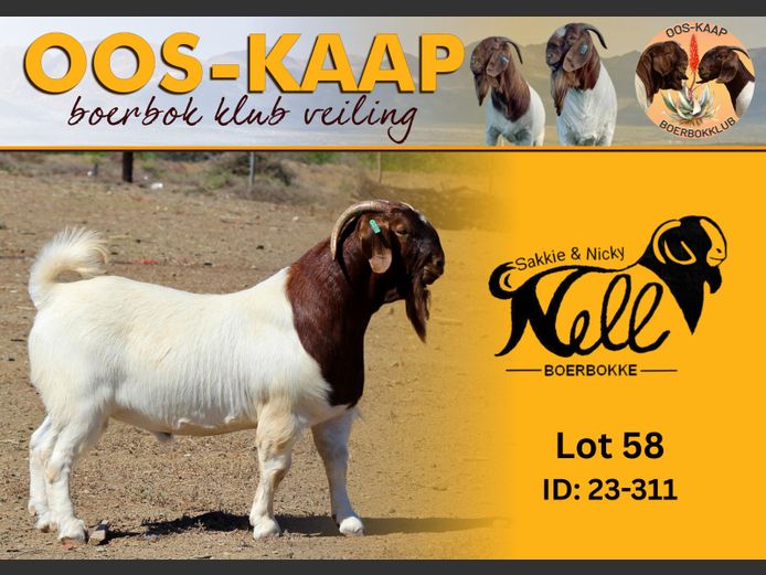 23-311 | Sakkie en Nicky Nell Boerbokke