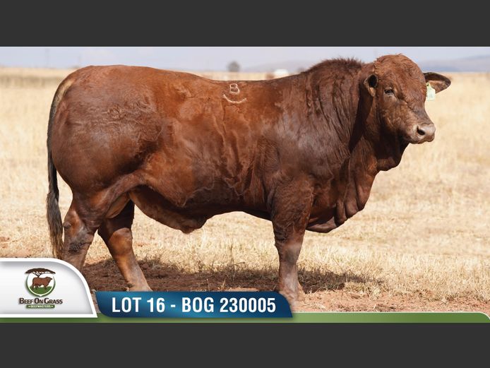 BOG 230005 | BEEF ON GRASS