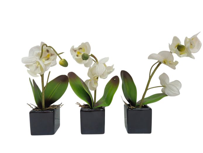 Trio of Miniature Faux Phalaenopsis Orchids in Gloss Black Ceramic Planters