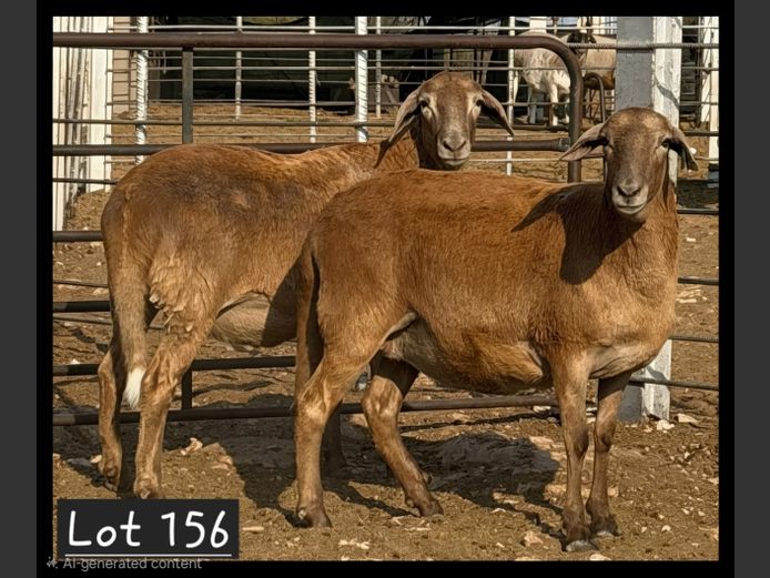 Ewe | PG VAN DEVENTER