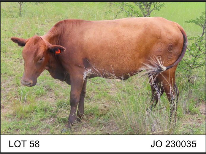 JO 230035 | O.T. JANNASCH