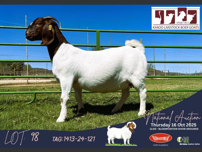 1413-24-121 | Gerrie Ferreira (Karoo Livestock Stud)