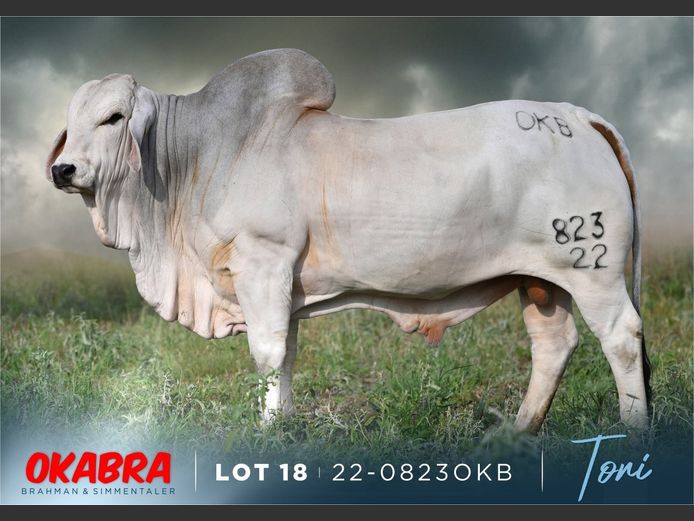 22-0823 OKB | OKABRA BRAHMAN