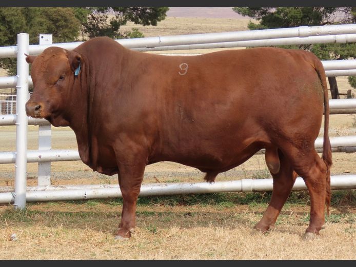 WDS 230081 | SWAERSHOEK BONSMARAS