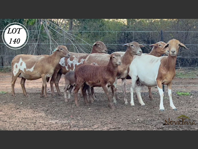 Ewes | Nova Terra Agri 