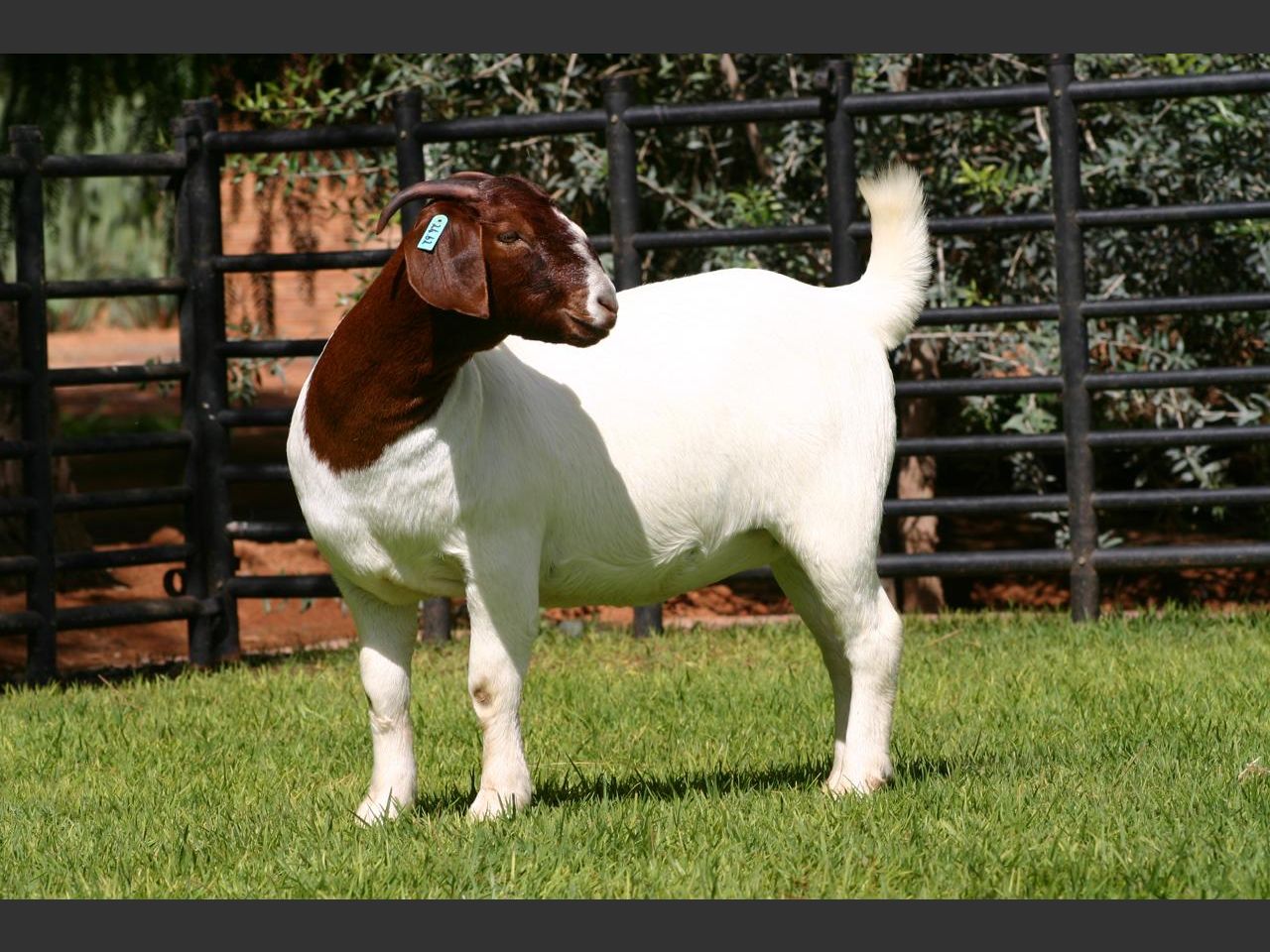 Lot 78 | S.A. BOER GOAT BREEDERS ASSOCIATION WORLD SHOW AUCTION ...