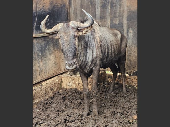 BLUE WILDEBEEST | NYLSVLEI