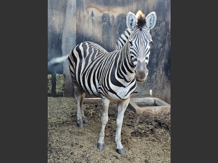 ZEBRA | HELICON