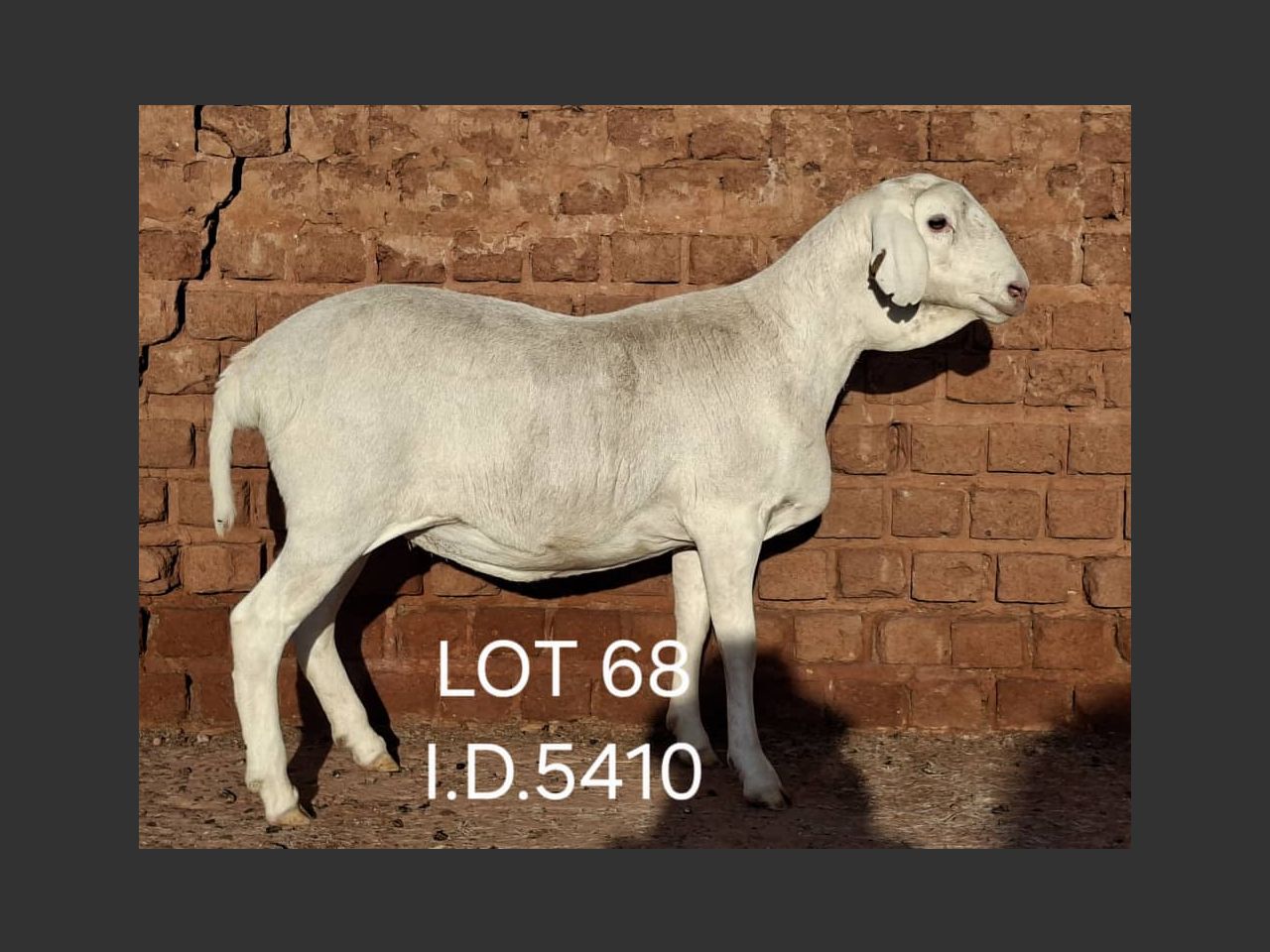 images