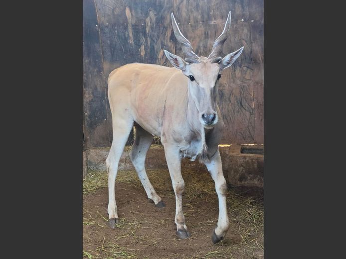 ELAND | IMPISI SAFARIS
