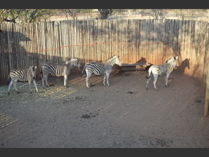 Zebra | Mhara Game Lodge
