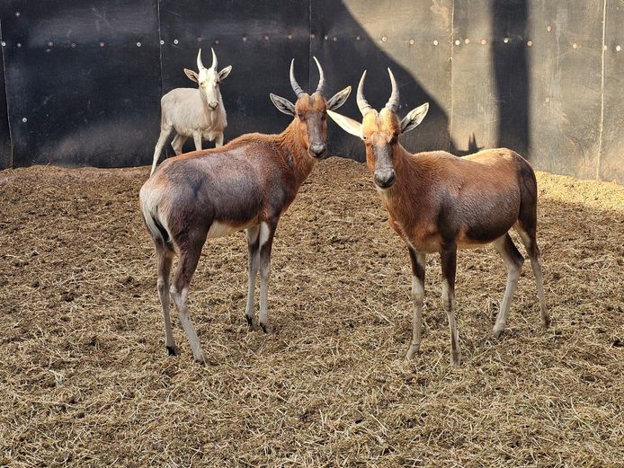 BLESBOK | BOSVELD WILDLIFE